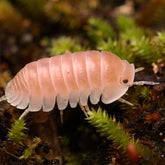 Cubaris sp. “Cherry Blossom”